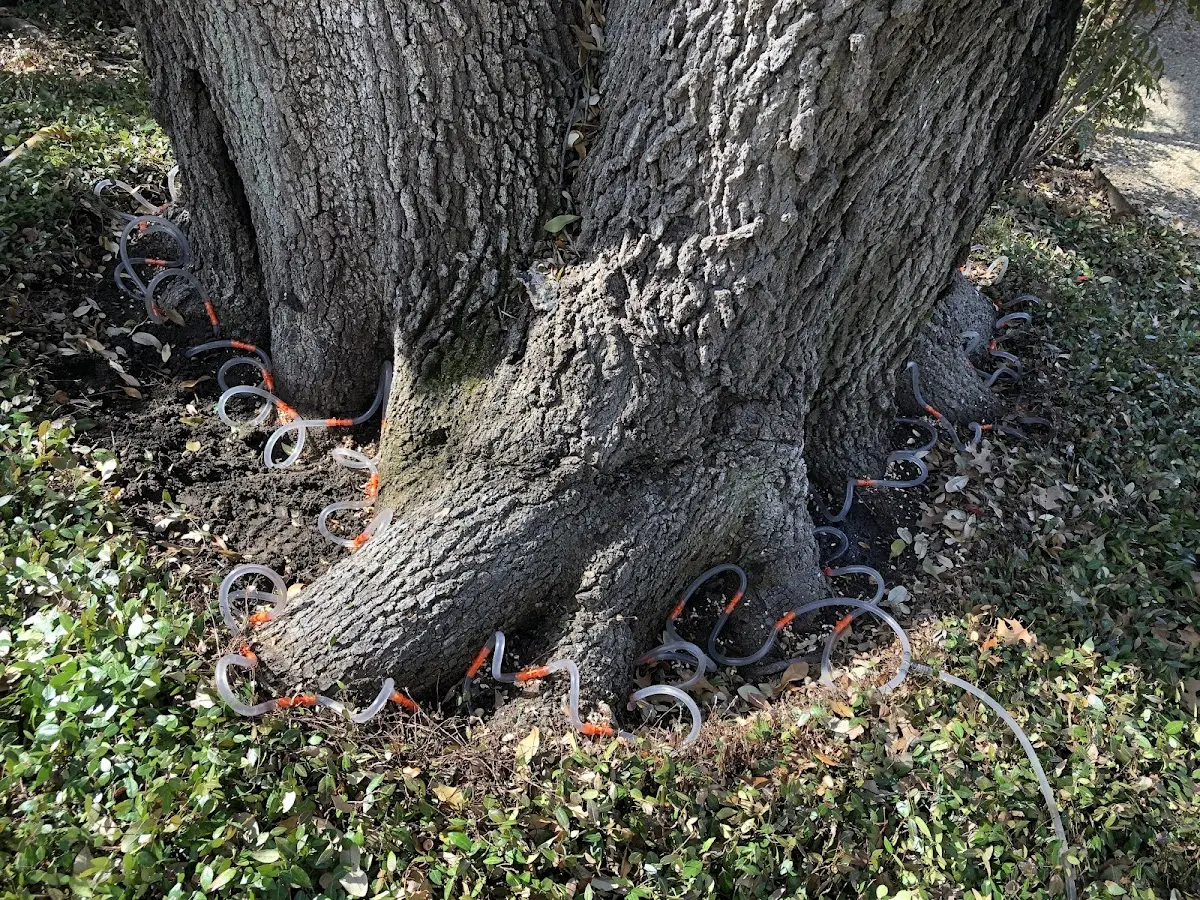 Detailed Tree Cabling and Bracing job site in Lake George